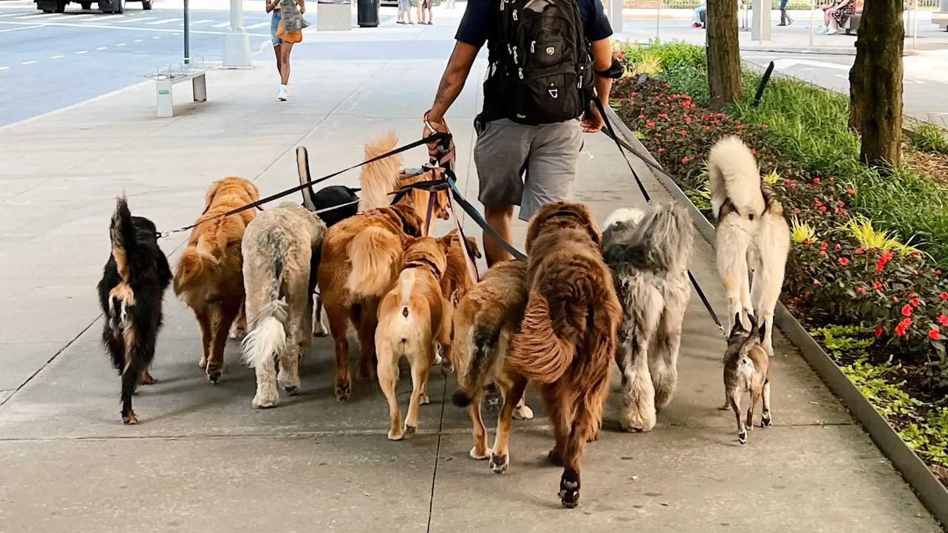 Después — libre paseando perros